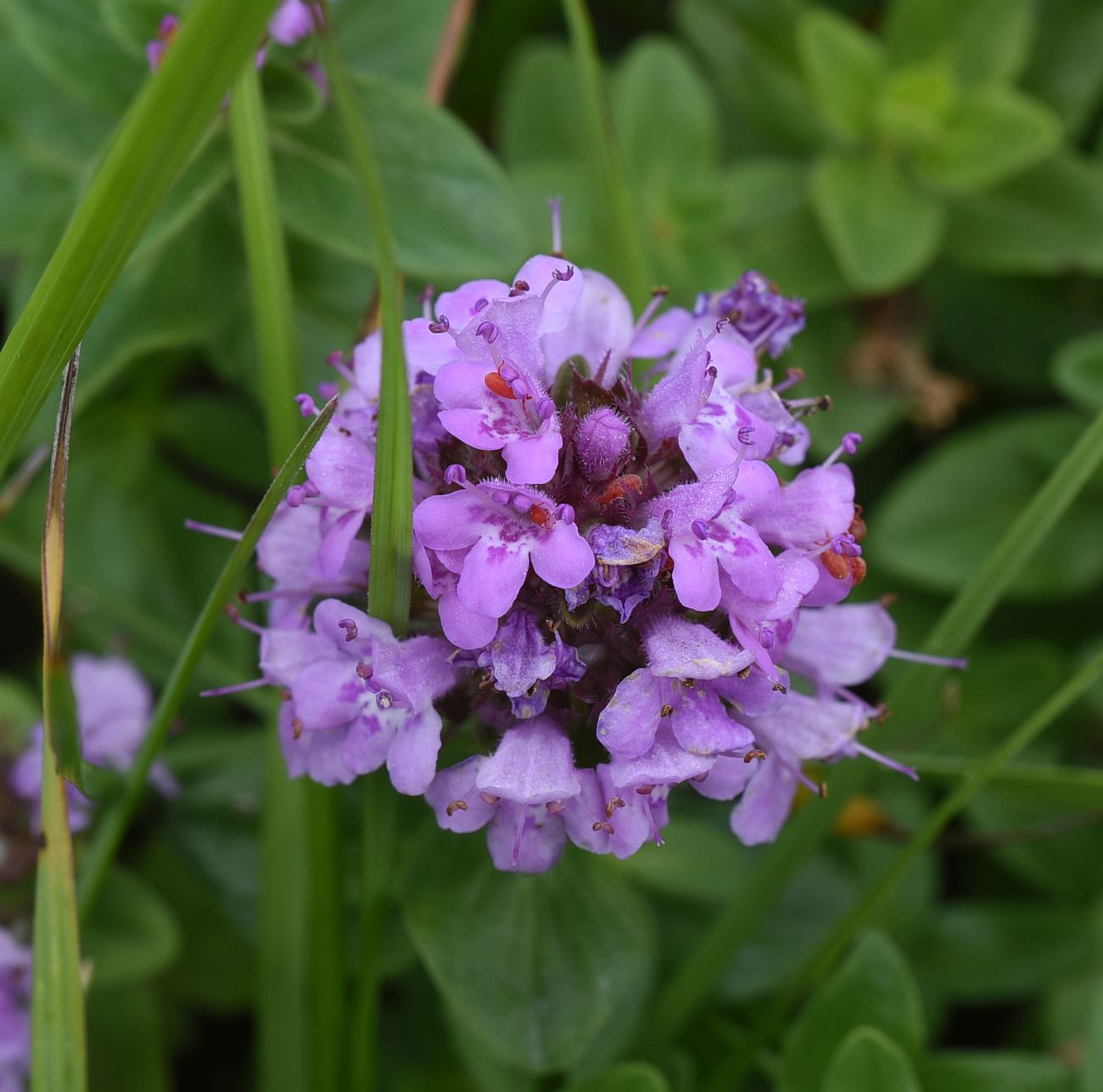 Изображение особи род Thymus.