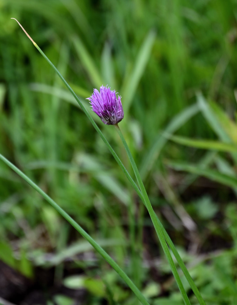 Image of Allium schoenoprasum specimen.