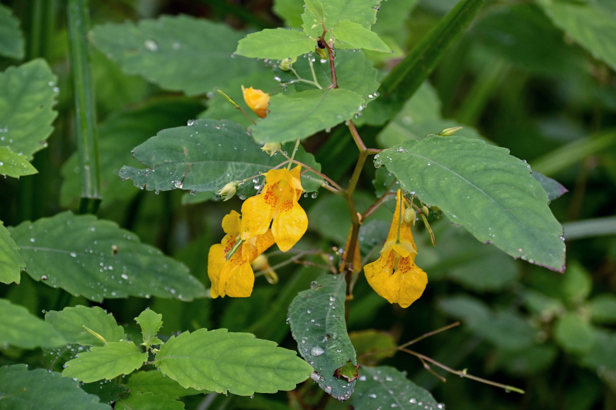 Image of Impatiens noli-tangere specimen.