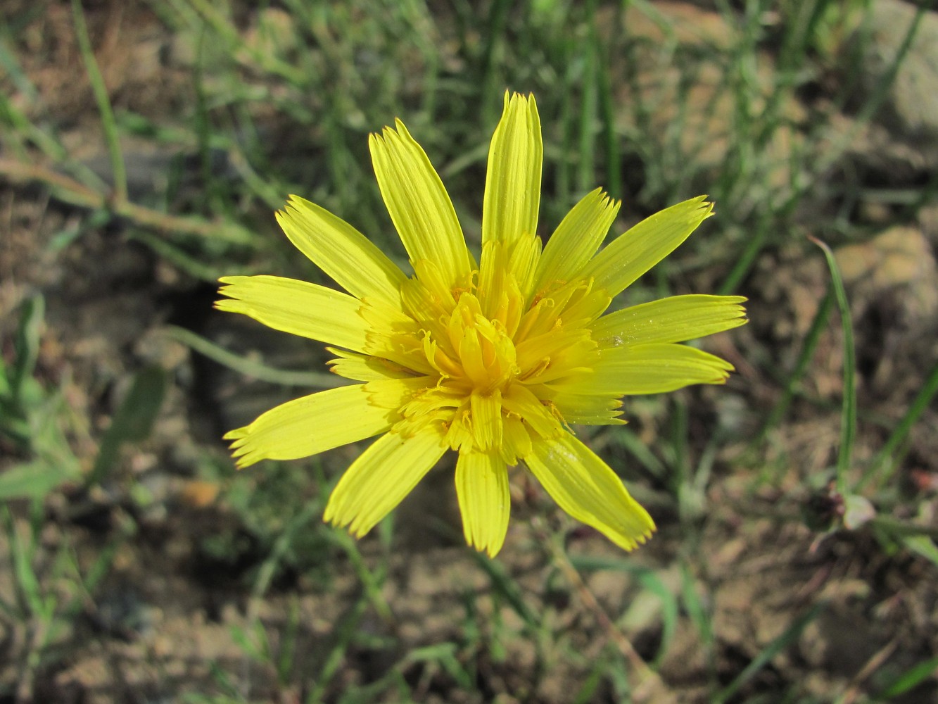 Image of Scorzonera lachnostegia specimen.