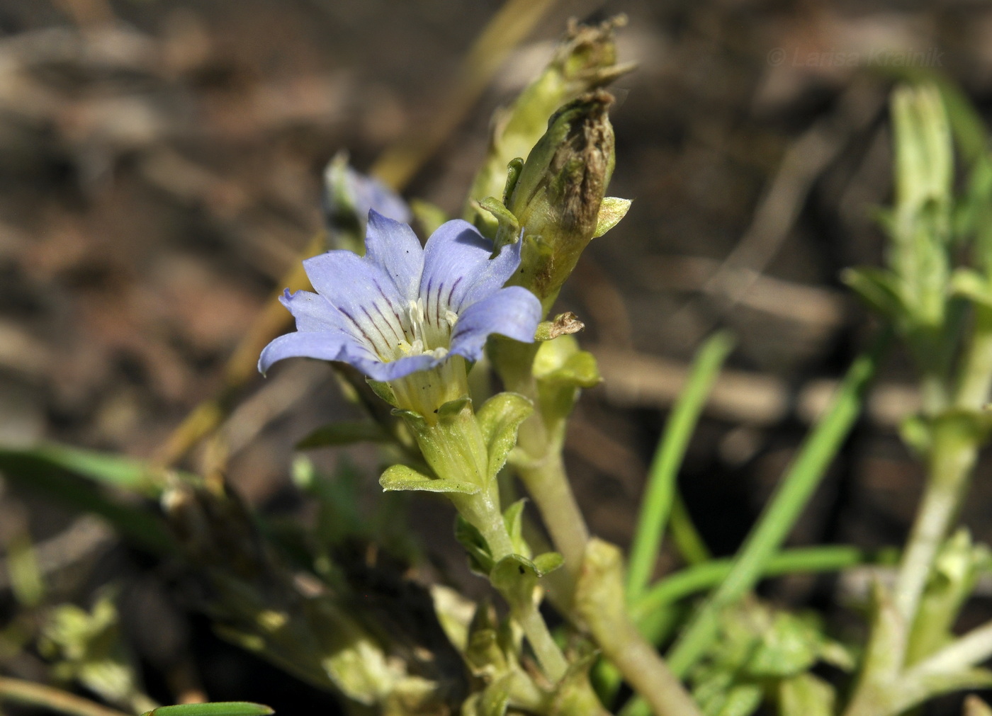 Image of Gentiana squarrosa specimen.