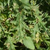 Cirsium buschianum