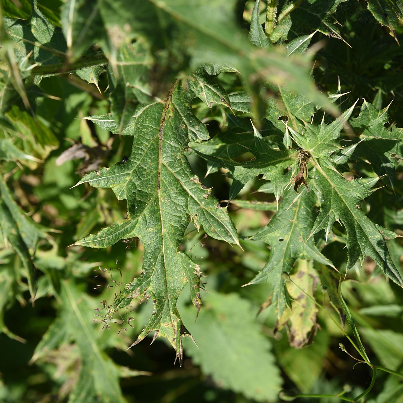 Изображение особи Cirsium buschianum.