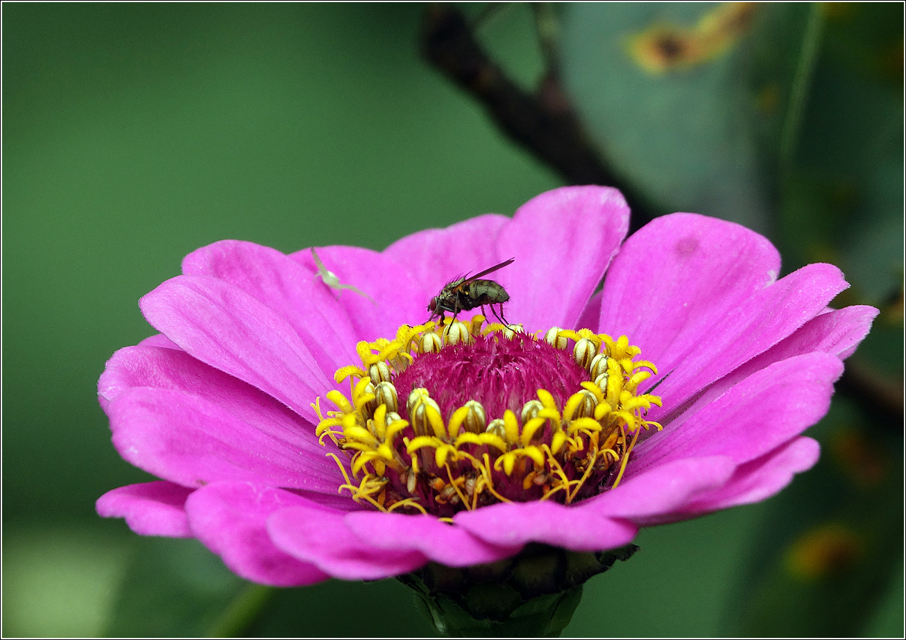 Image of Zinnia elegans specimen.