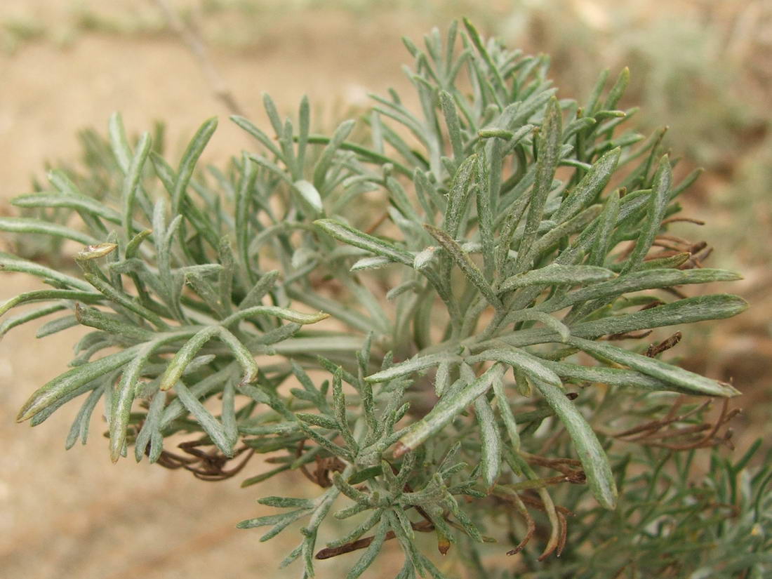 Image of Artemisia marschalliana specimen.