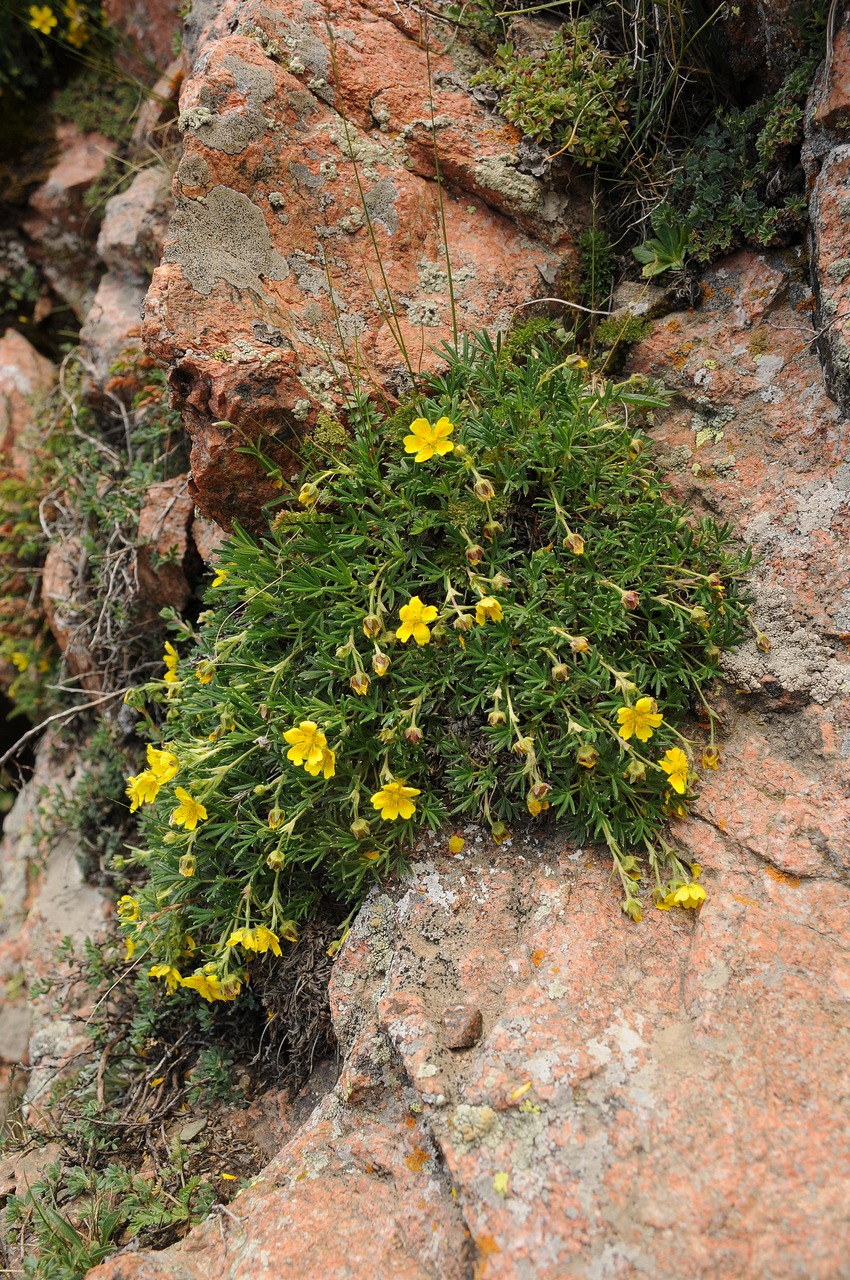 Image of Potentilla biflora specimen.