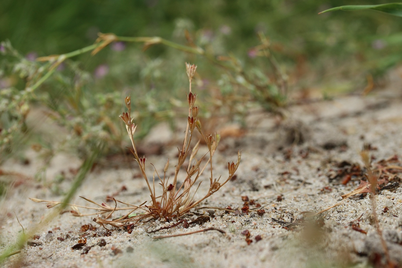 Image of Juncus ambiguus specimen.