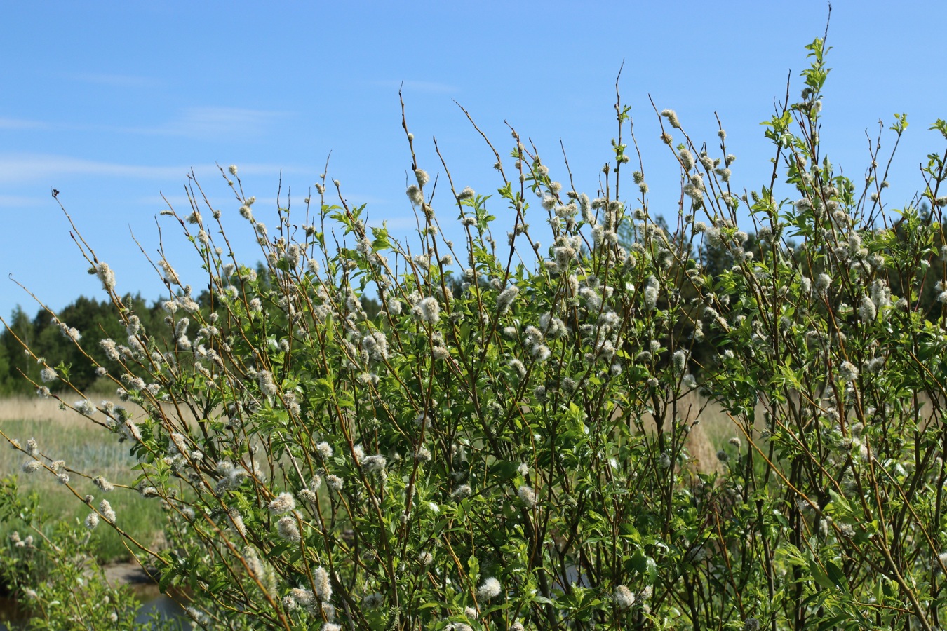 Изображение особи Salix phylicifolia.