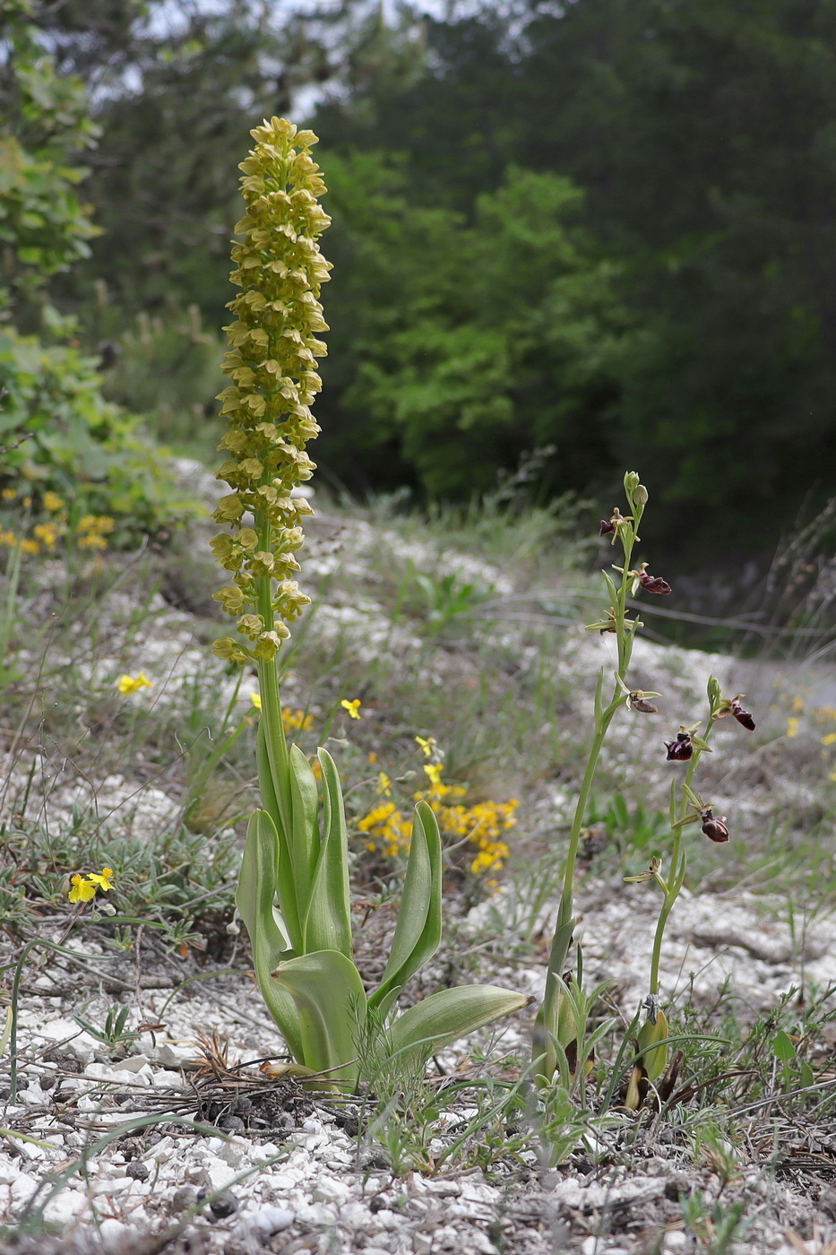 Image of Orchis punctulata specimen.