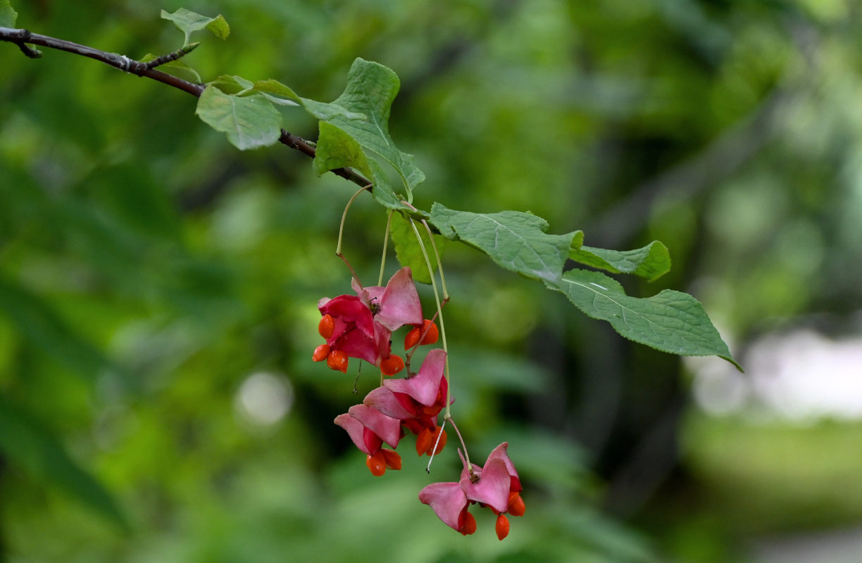 Image of Euonymus macropterus specimen.