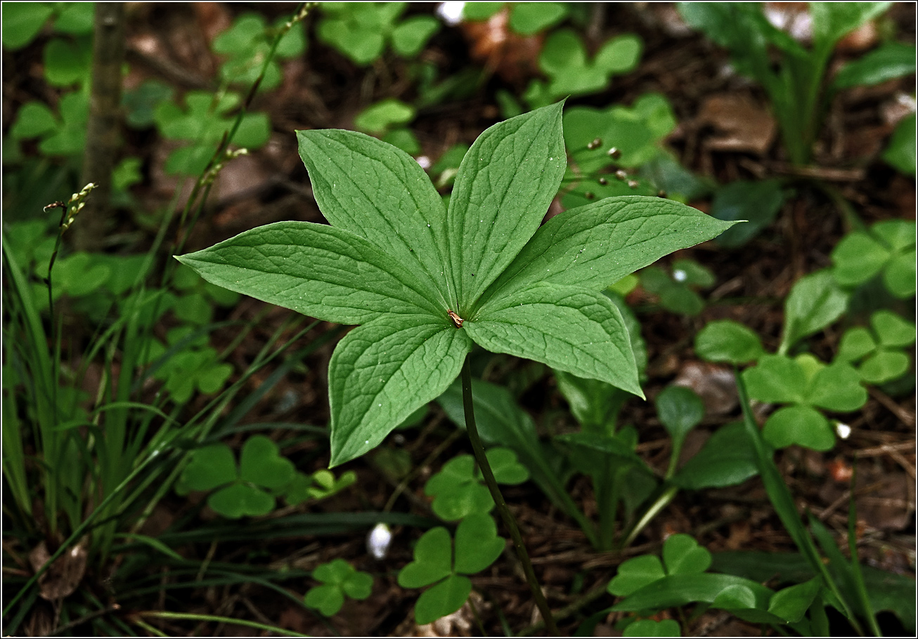 Изображение особи Paris quadrifolia.