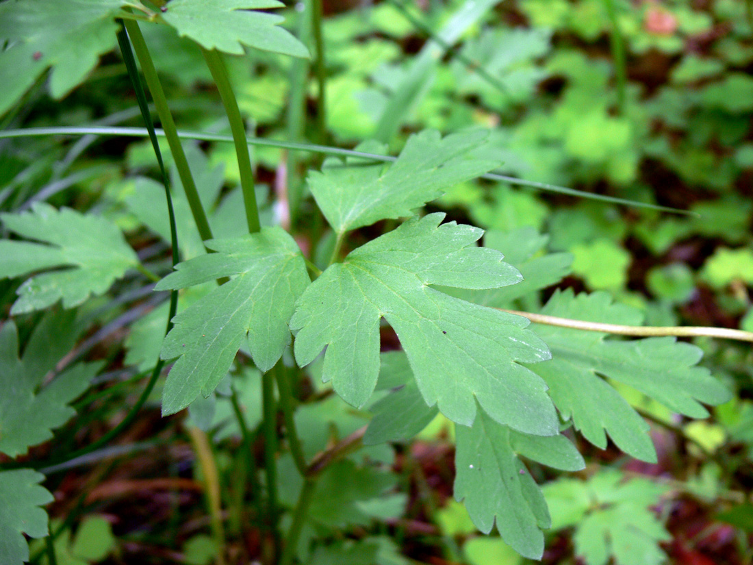 Image of Ranunculus repens specimen.