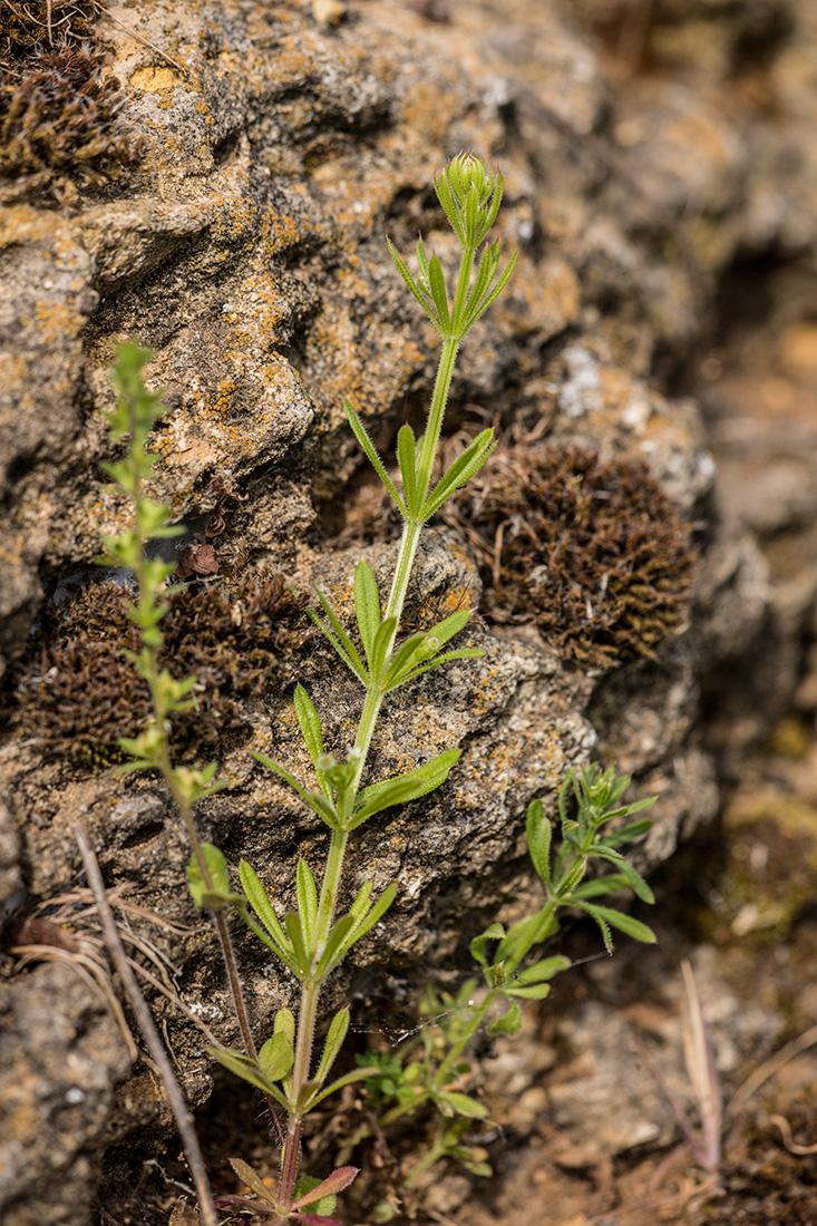 Image of Galium aparine specimen.