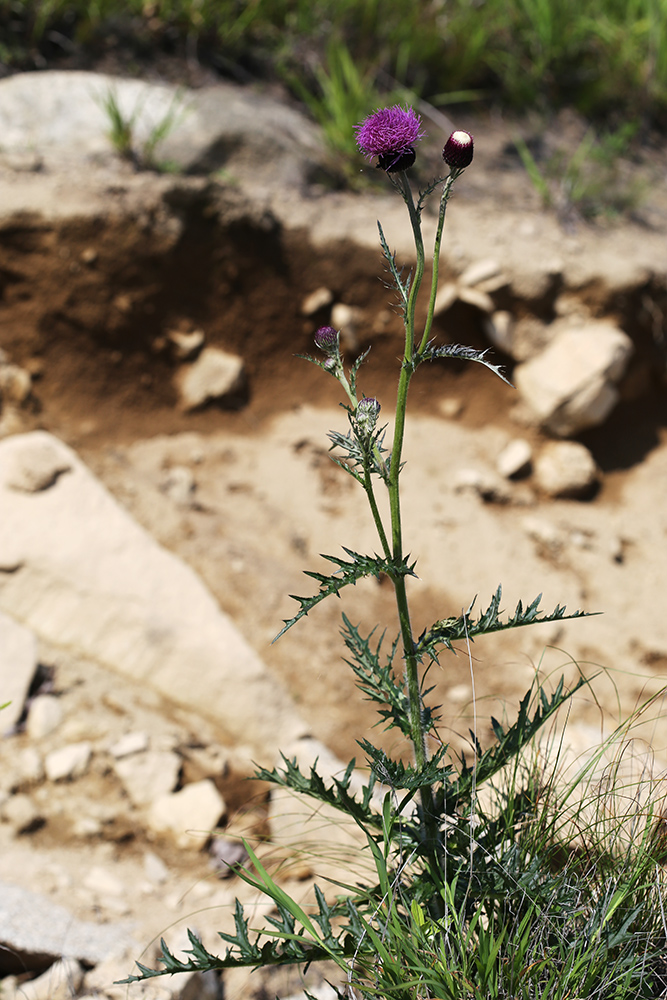 Image of Cirsium maackii specimen.