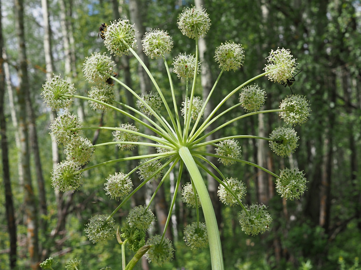 Изображение особи Angelica sylvestris.