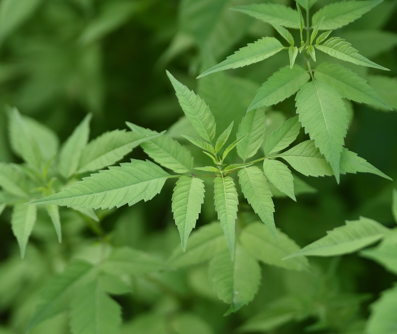 Image of Bidens frondosa specimen.