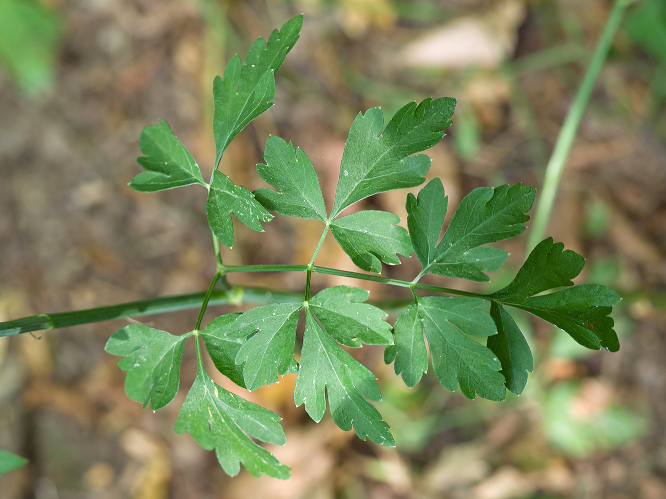 Image of Cervaria caucasica specimen.