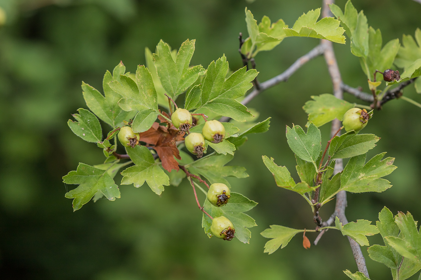 Image of genus Crataegus specimen.