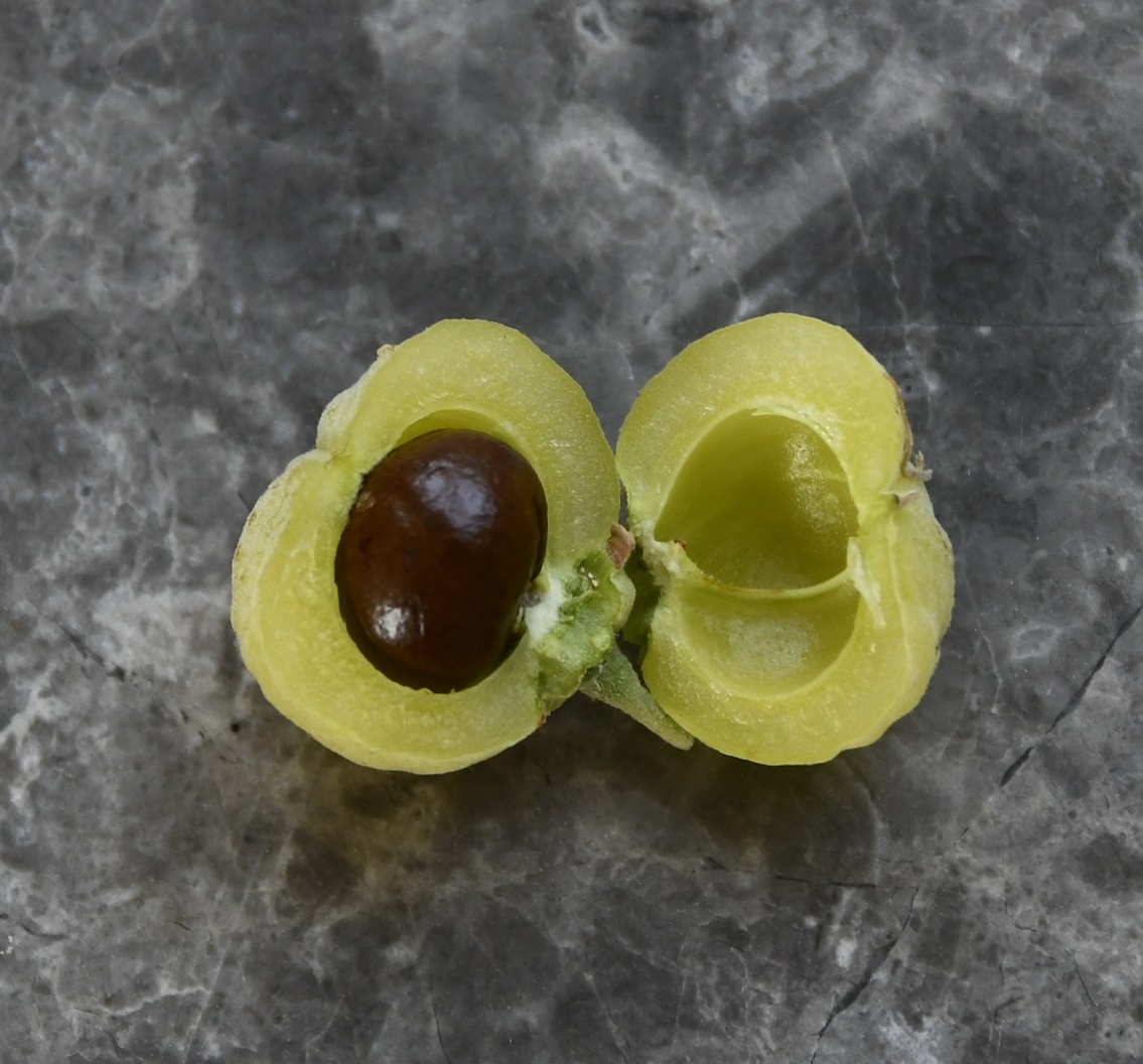 Image of Styrax officinalis specimen.