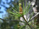 Pinus sylvestris. Верхушка побега с микростробилами. Марий Эл, г. Йошкар-Ола, Сосновая роща, небольшая поляна. 01.06.2024.