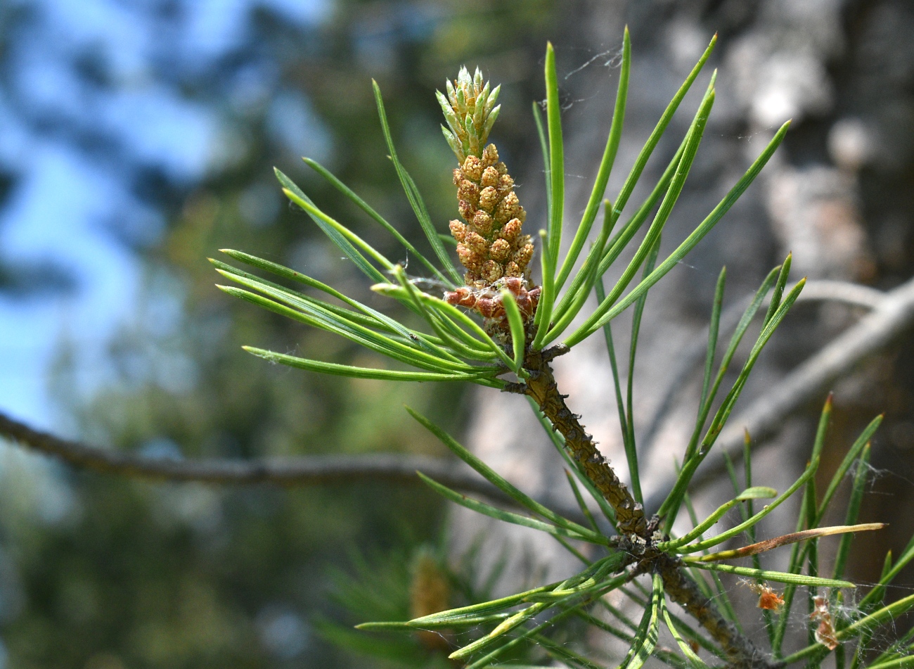 Image of Pinus sylvestris specimen.