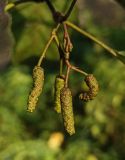 Alnus glutinosa