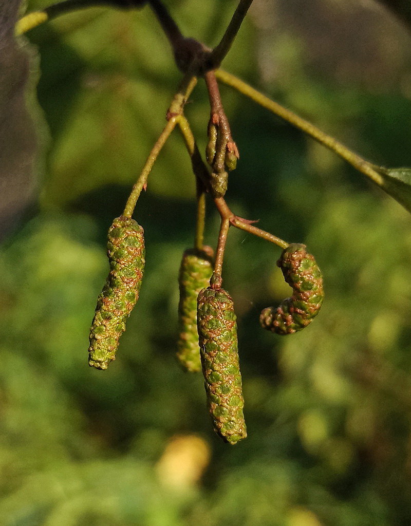 Image of Alnus glutinosa specimen.