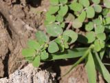 Euphorbia prostrata