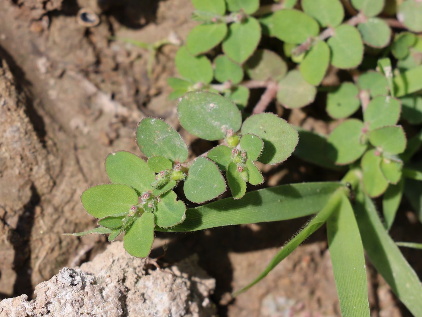 Изображение особи Euphorbia prostrata.