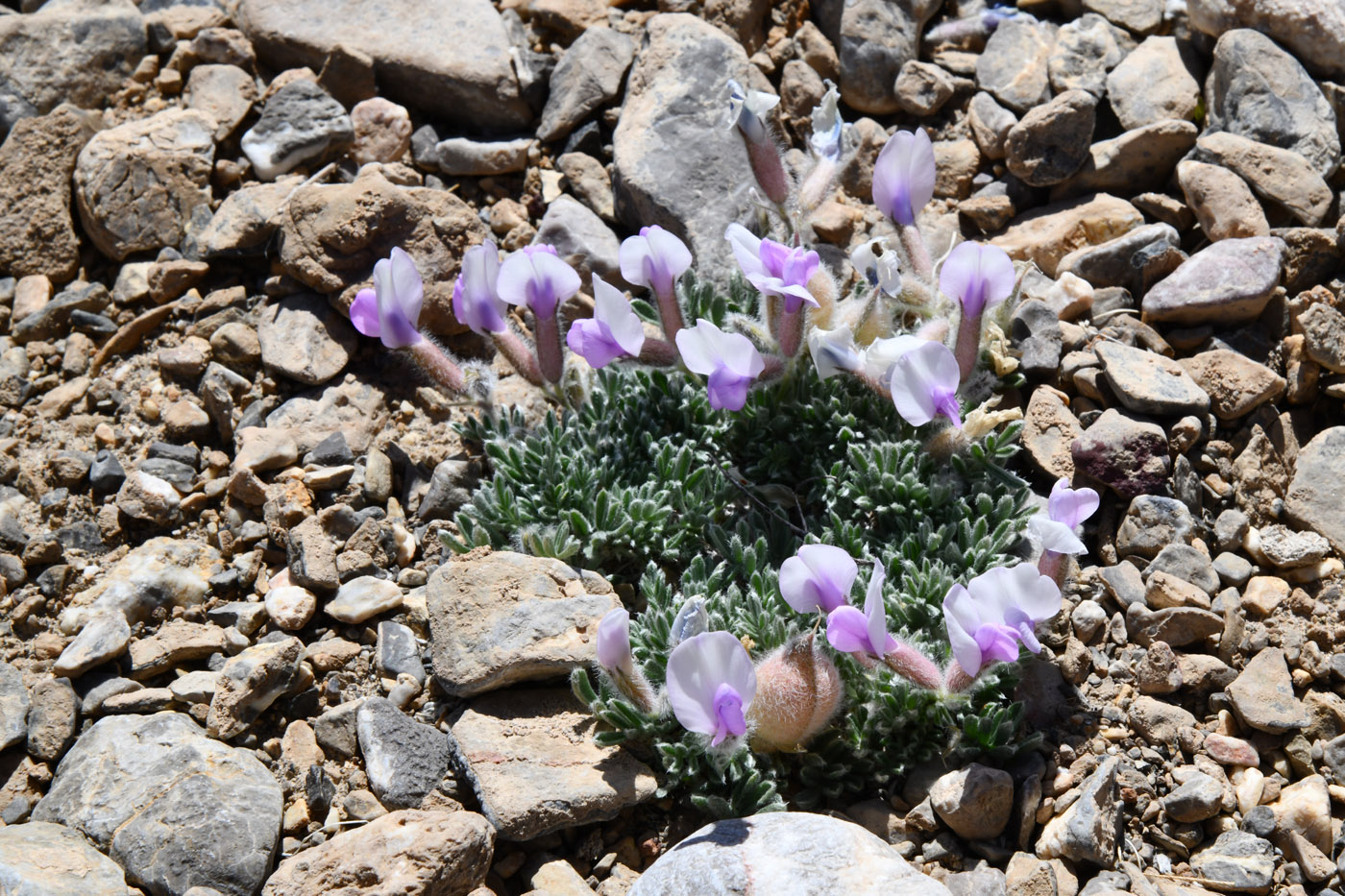 Изображение особи род Oxytropis.