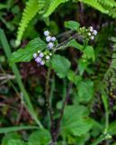 Ageratum conyzoides. Верхушка цветущего растения. Китай, провинция Гуанси, рисовые террасы Лунцзи, опушка смешанного леса. 30.05.2024.