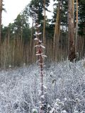 Berberis vulgaris. Растение с сохранившейся листвой в инее. Ульяновск, Заволжский р-н, Парк им. 40-летия ВЛКСМ. 28.11.2024.