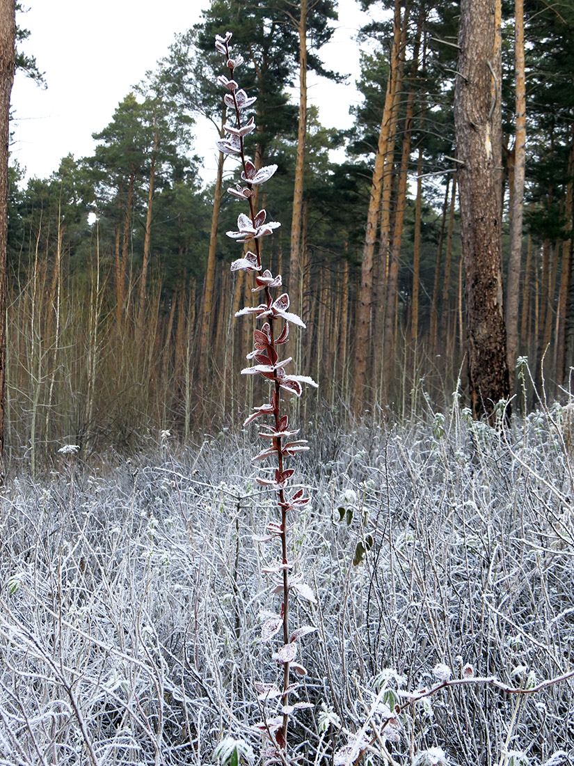 Изображение особи Berberis vulgaris.