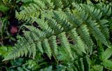 Dryopteris carthusiana. Верхушка вайи. Московская обл., Дмитровский гор. округ, окр. оз. Свиное, смешанный лес. 21.07.2024.