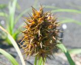 Carex macrocephala. Соплодие. Камчатский край, Елизовский р-н, берег Авачинского залива, Халактырский пляж. 08.08.2024.