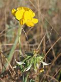 Lotus corniculatus. Соцветие и соплодие. Ульяновская обл., Мелекесский р-н, окр. с. Лебяжье, обочина просёлочной дороги. 12.08.2023.