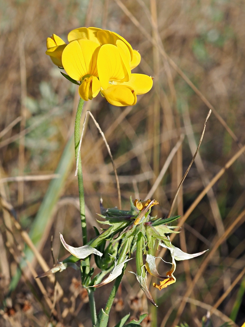 Изображение особи Lotus corniculatus.