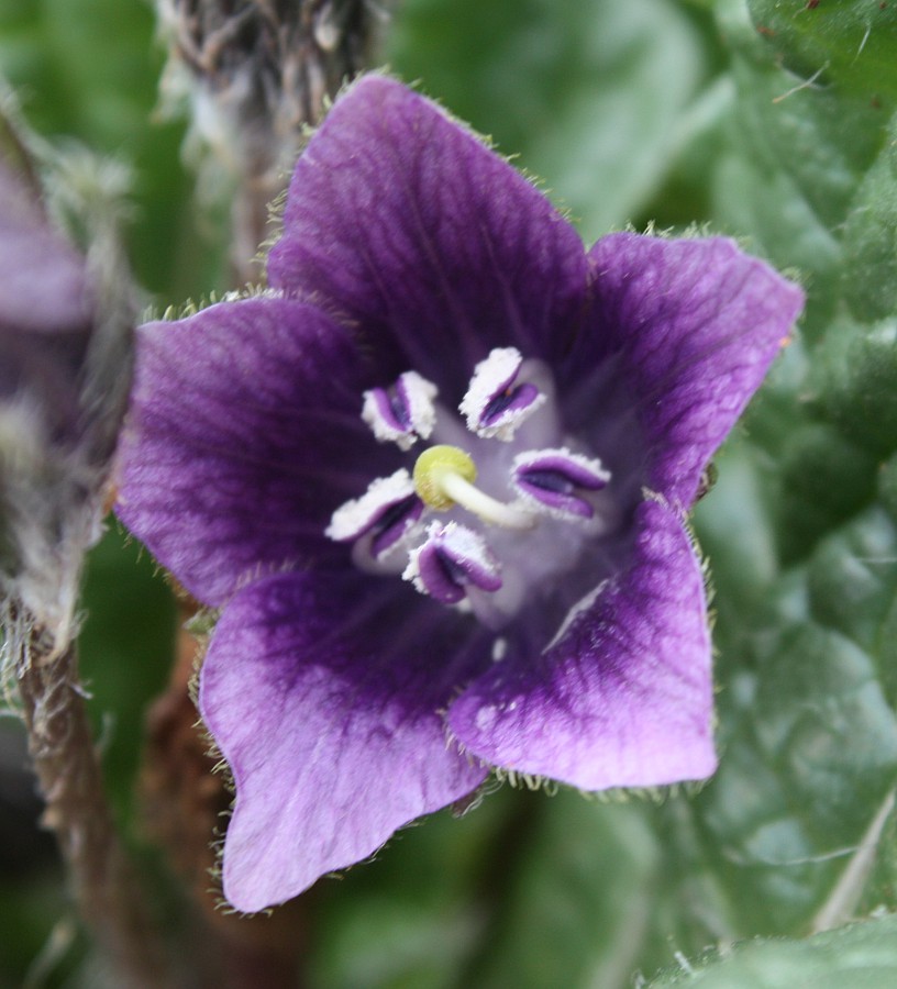 Image of Mandragora officinarum specimen.