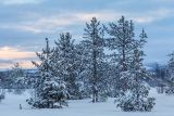 Pinus friesiana