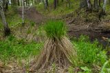 genus Carex. Цветущее растение. Башкирия, Учалинский р-н, Тунгатаровский сельсовет, окр. дер. Яльчигулово, хр. Нурали, дол. р. Миасс практически в р-не истока, сырое место. 26 мая 2024 г.