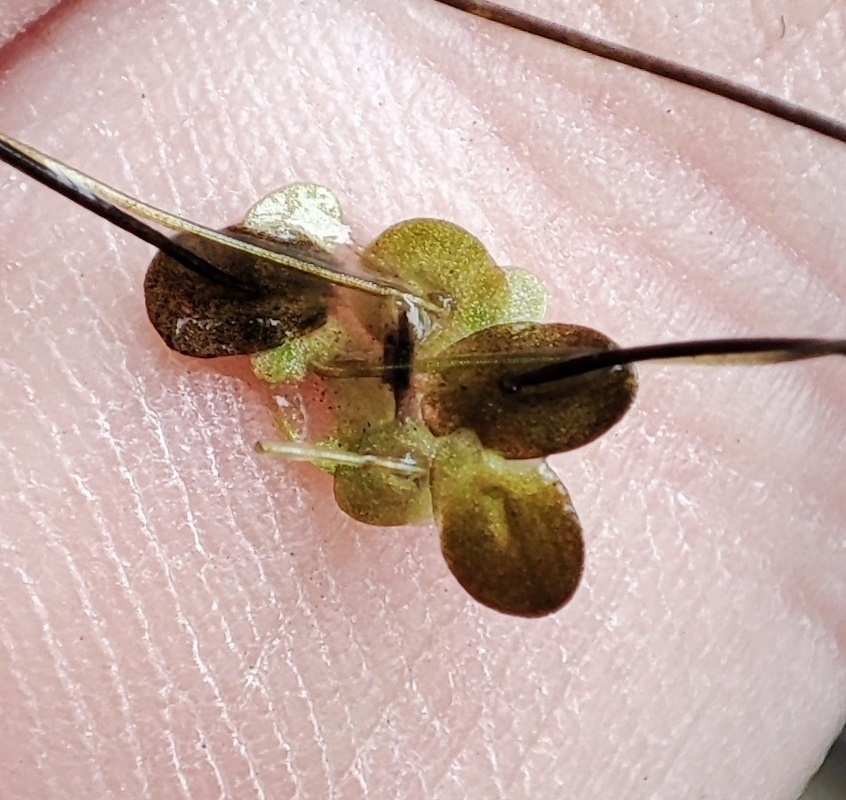 Image of Lemna turionifera specimen.