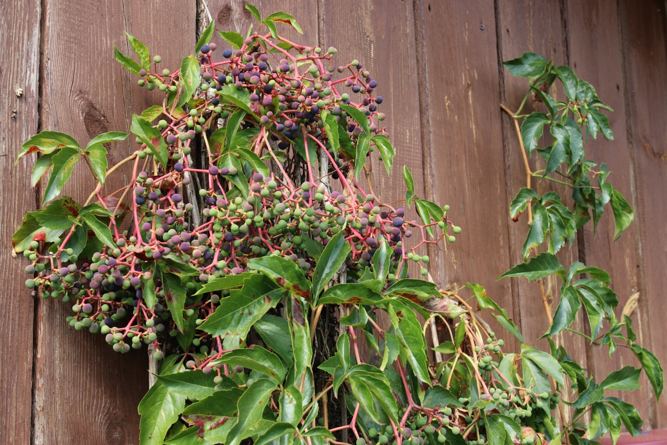 Image of Parthenocissus inserta specimen.