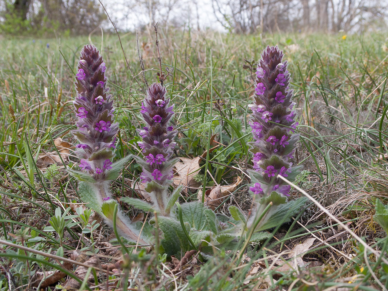 Image of Ajuga orientalis specimen.
