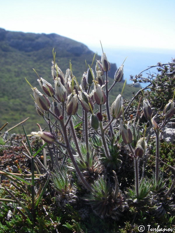 Image of Draba cuspidata specimen.