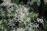 Смотреть изображение Clematis mandshurica