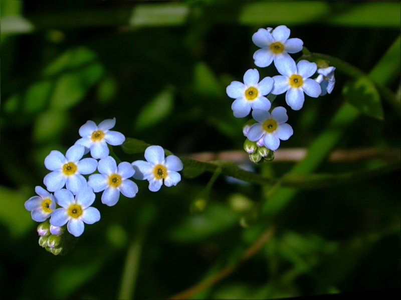 Image of Myosotis palustris specimen.