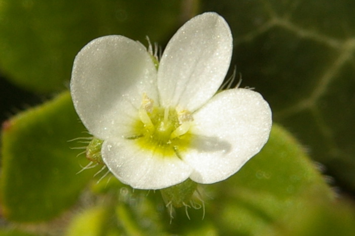 Image of Veronica cymbalaria specimen.