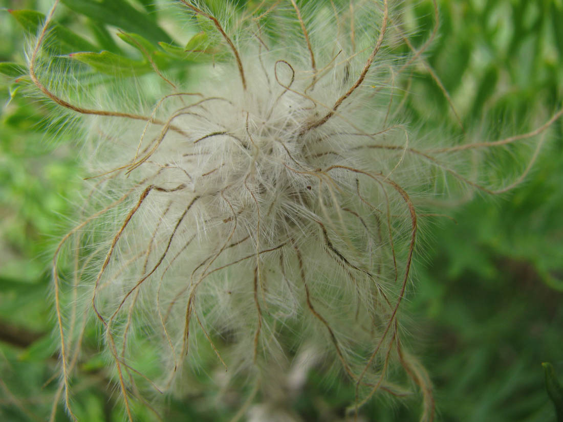 Изображение особи Pulsatilla tenuiloba.