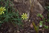View full-size image genus Tragopogon