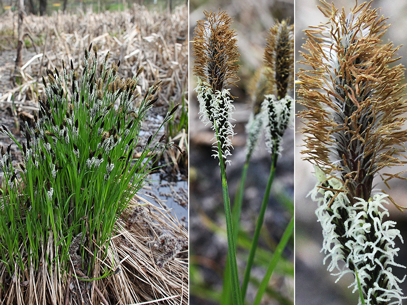 Image of Carex cespitosa specimen.